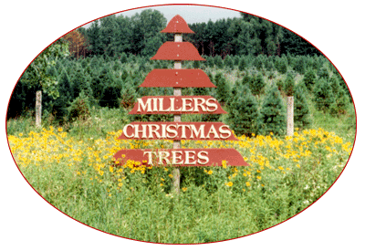 Millers Christmas Trees